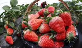 草莓农药爆料视频下载,农药残留问题引发关注